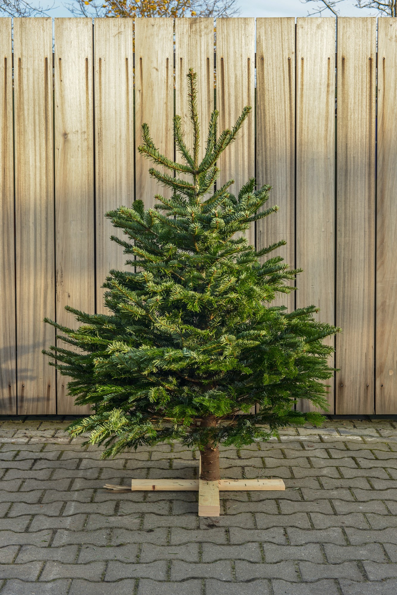 Verwaarlozing Fahrenheit oplichter Nordmann Kerstboom 130 - 150 cm - DeKerstboomShop.nl